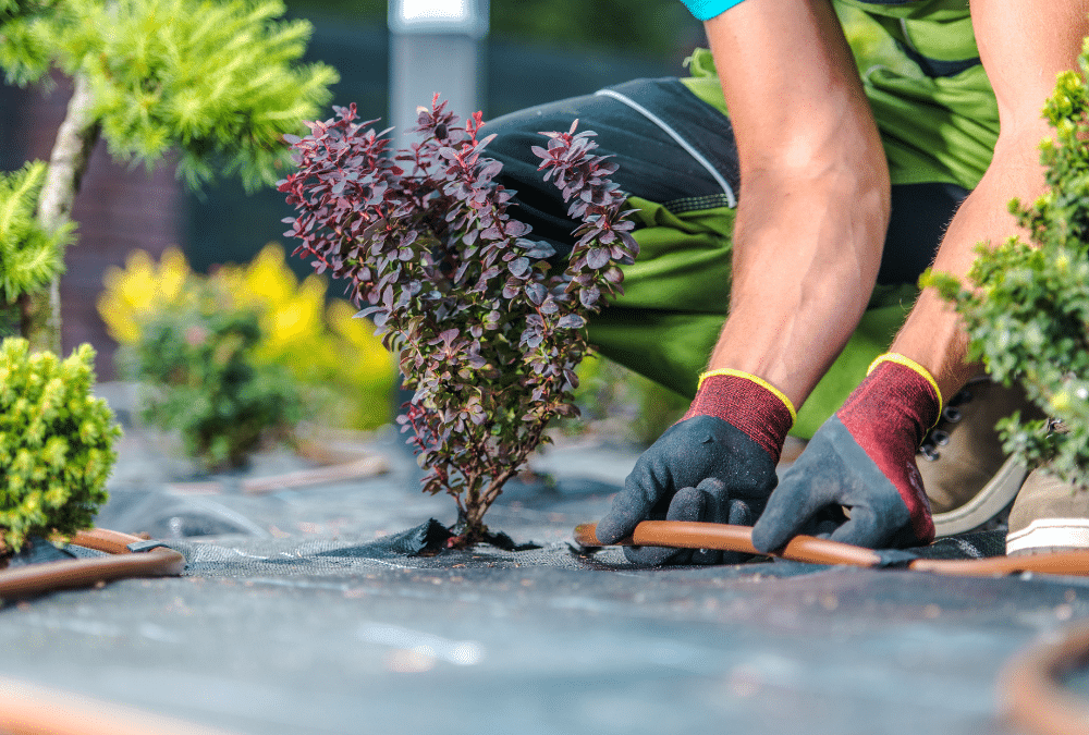 Efficient Watering: How to Install a Drip Irrigation System