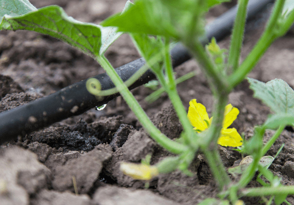 Watering Wonders: Best Irrigation Systems for Your Garden